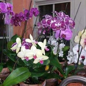 Meet your Posher, Felly